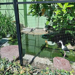 Black-necked stilt (Himantopus mexicanus)