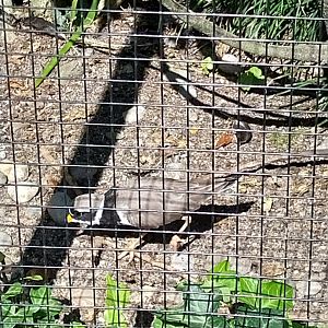 Common little ringed plover (Charadrius hiaticula)
