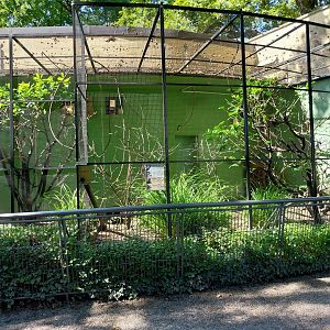 Green turaco mixed aviary