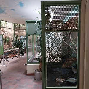 Blue-crowned hanging parrot aviary