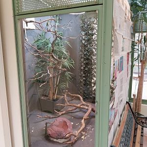 Red-flanked lorikeet aviary
