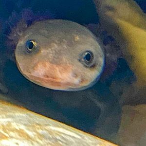 Idaho Giant Salamander