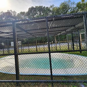 Environmental Studies Center (AL) - Alligator enclosure