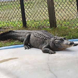 Environmental Studies Center (AL) - American Alligator