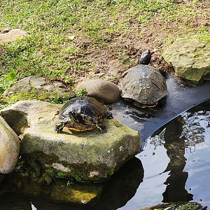 Environmental Studies Center (AL) - Freshwater turtles