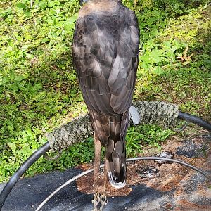 Environmental Studies Center (AL) - Cooper's Hawk