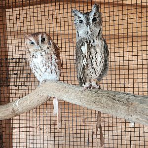 Environmental Studies Center (AL) - Eastern Screech Owl