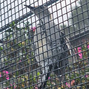 Environmental Studies Center (AL) - Red-bellied Woodpecker