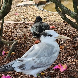 Environmental Studies Center (AL) - Royal Tern