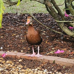 Environmental Studies Center (AL) - Black-bellied Whistling Duck