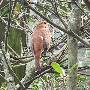 Environmental Studies Center (AL) - Summer Tanager