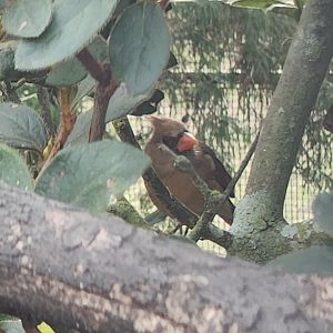 Environmental Studies Center (AL) - Female cardinal