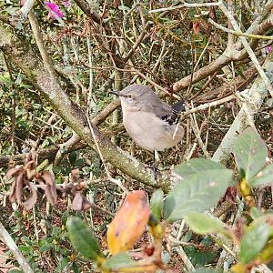 Environmental Studies Center (AL) - Northern Mockingbird