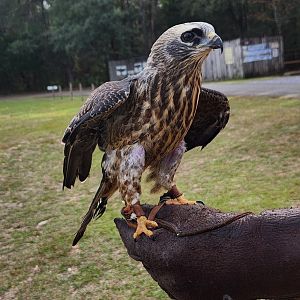 Environmental Studies Center (AL) - Mississippi Kite (juvenile)