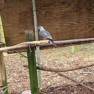 Environmental Studies Center (AL) - Mississippi Kite