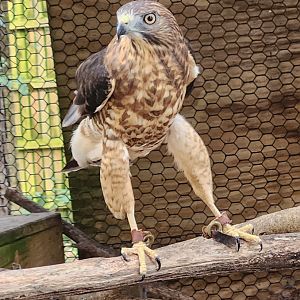 Environmental Studies Center (AL) - Broad-winged Hawk