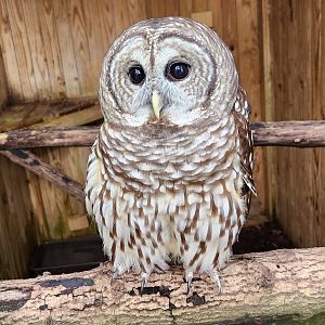 Environmental Studies Center (AL) - Barred Owl
