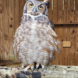 Environmental Studies Center (AL) - Great Horned Owl