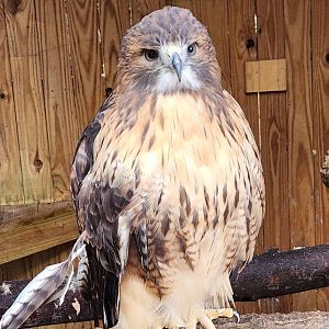 Environmental Studies Center (AL) - Red-tailed Hawk