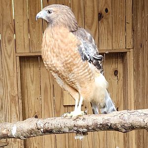 Environmental Studies Center (AL) - Red-shouldered Hawk
