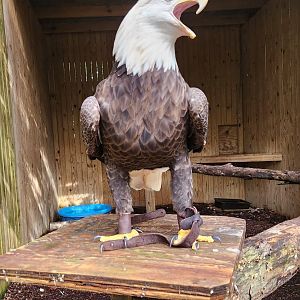 Environmental Studies Center (AL) - Bald Eagle