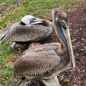 Environmental Studies Center (AL) - Brown Pelicans
