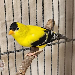 Environmental Studies Center (AL) - American Goldfinch