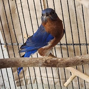 Environmental Studies Center (AL) - Eastern Bluebird