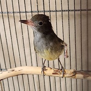 Environmental Studies Center (AL) - Great Crested Flycatcher