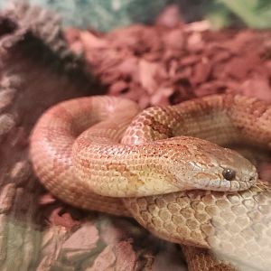 Environmental Studies Center (AL) - Lampropeltis rhombomaculata