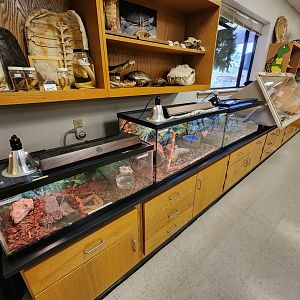 Environmental Studies Center (AL) - Snake exhibits