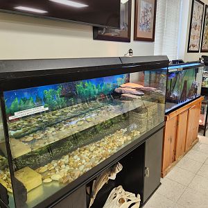 Environmental Studies Center (AL) - Aquatic exhibits