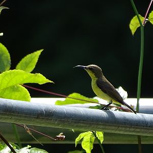 Female ornate sunbird (Cinnyris ornatus flammaxillaris)