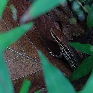Bronze sun skink (Eutropis macularia)