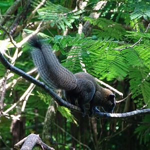 Grey-bellied squirrel (Callosciurus caniceps)