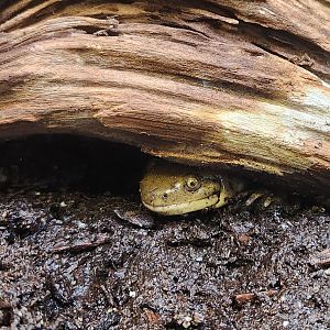 Environmental Studies Center (AL) - Ambystoma tigrinum