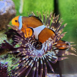 Environmental Studies Center (AL) - Clownfish