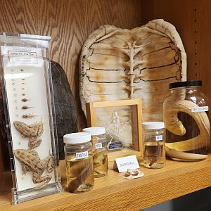 Environmental Studies Center (AL) - Preserved herps