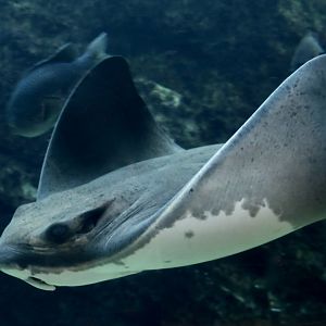 Bat Ray (Myliobatis californica)