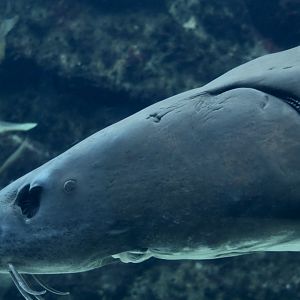 White Sturgeon (Acipenser transmontanus)