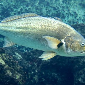 Spotfin Croaker (Roncador stearnsii)