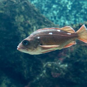 Honeycomb Rockfish (Sebastes umbrosus)