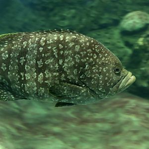 Leather Bass (Dermatolepis dermatolepis)