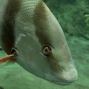 Emperor Snapper (Lutjanus sebae)