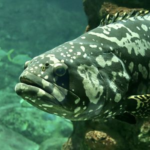 Giant Grouper (Epinephelus lanceolatus)