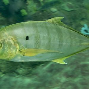 Golden Trevally (Gnathanodon speciosus)