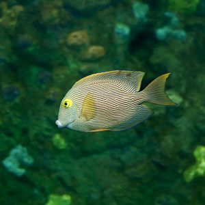 Kole Tang (Ctenochaetus strigosus)