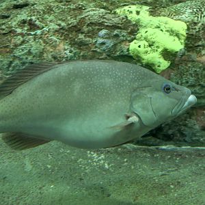 Leopard Coral Grouper (Plectropomus leopardus)