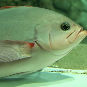 Pacific Creole-Fish (Paranthias colonus)