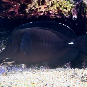 Longnose Surgeonfish (Zebrasoma rostratum)